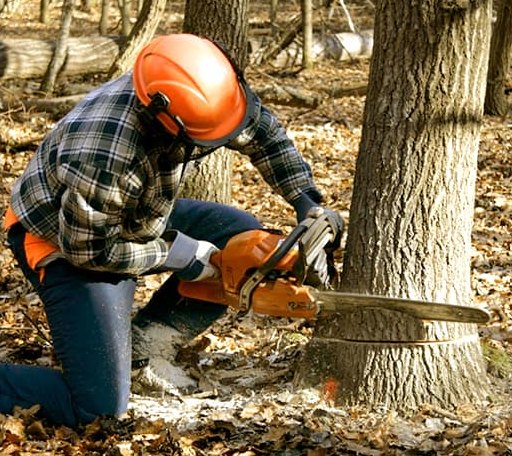 Tree Removal in Norway, KS